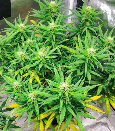 Сорт Sour Diesel Auto fem (Herbies Seeds) Сорт Sour Diesel Auto fem (Herbies Seeds) — изображение 4