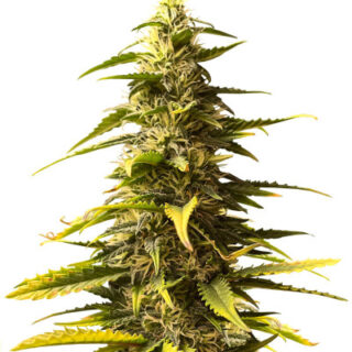 Сорт Sour Diesel Auto fem (Herbies Seeds)