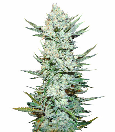 Сорт Tangie Auto (Tangie'matic auto) fem (FastBuds) Сорт Tangie Auto (Tangie'matic auto) fem (FastBuds)