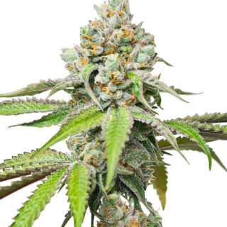 Сорт Triple G fem (RQS) Сорт Triple G fem (RQS)