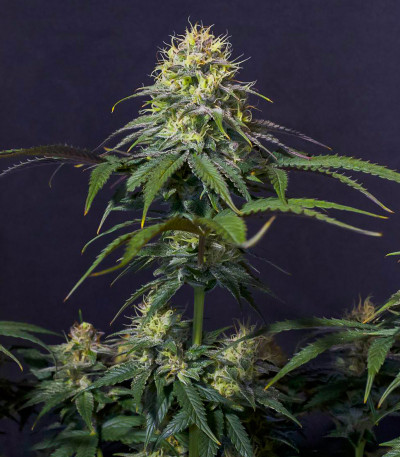 Сорт Tropicana Cookies FF fem (FastBuds) Сорт Tropicana Cookies FF fem (FastBuds) — изображение 3