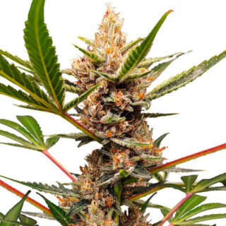 Сорт Tropicana Cookies FF fem (FastBuds) Сорт Tropicana Cookies FF fem (FastBuds)