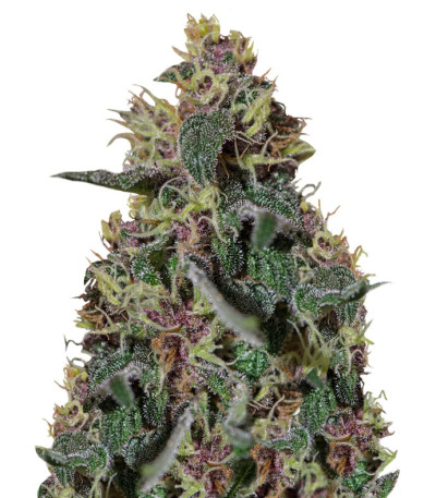 Сорт Ayahuasca Purple fem (Barney's Farm) Сорт Ayahuasca Purple fem (Barney's Farm)