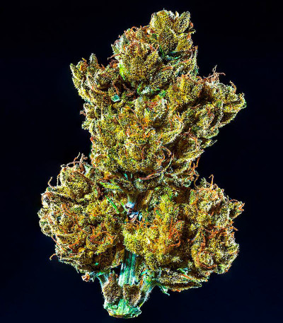 Сорт CBD Apple Betty Auto fem (Herbies Seeds) Сорт CBD Apple Betty Auto fem (Herbies Seeds) — изображение 8