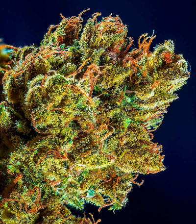 Сорт CBD Apple Betty Auto fem (Herbies Seeds) Сорт CBD Apple Betty Auto fem (Herbies Seeds) — изображение 7