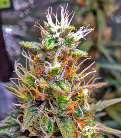 Сорт CBD Apple Betty Auto fem (Herbies Seeds) Сорт CBD Apple Betty Auto fem (Herbies Seeds) — изображение 5