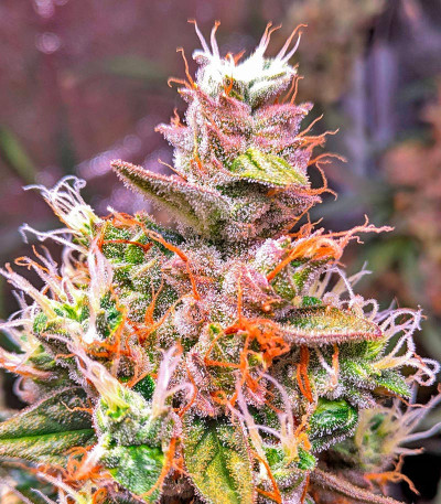 Сорт CBD Apple Betty Auto fem (Herbies Seeds) Сорт CBD Apple Betty Auto fem (Herbies Seeds) — изображение 9