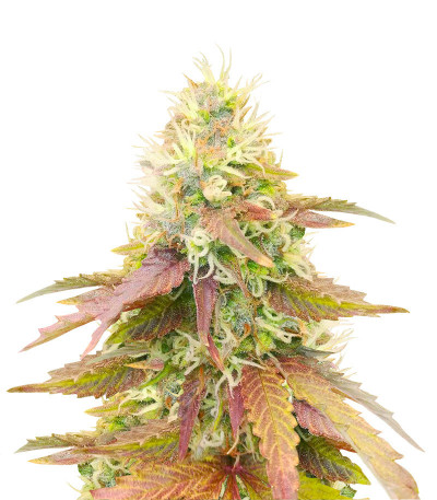 Сорт CBD Apple Betty Auto fem (Herbies Seeds) Сорт CBD Apple Betty Auto fem (Herbies Seeds)