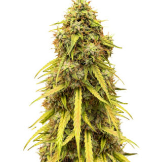 CBD Lemon Auto fem (Herbies Seeds) CBD Lemon Auto fem (Herbies Seeds)