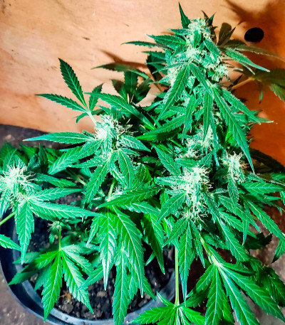 Сорт Critical XXL Auto fem (Herbies Seeds) Сорт Critical XXL Auto fem (Herbies Seeds) — изображение 8