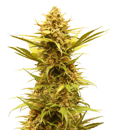 Сорт Critical XXL Auto fem (Herbies Seeds) Сорт Critical XXL Auto fem (Herbies Seeds)