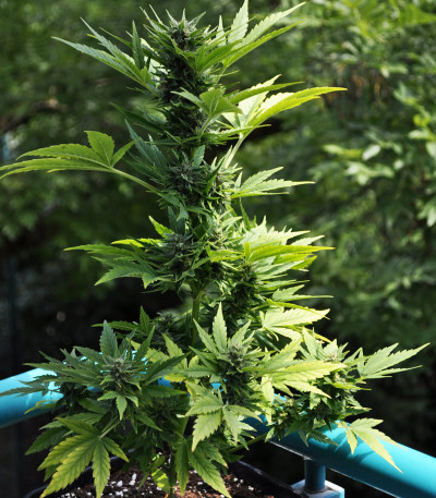 Сорт Lowryder Auto fem (Doctor’s Choiсe) Сорт Lowryder Auto fem (Doctor’s Choiсe) — изображение 5