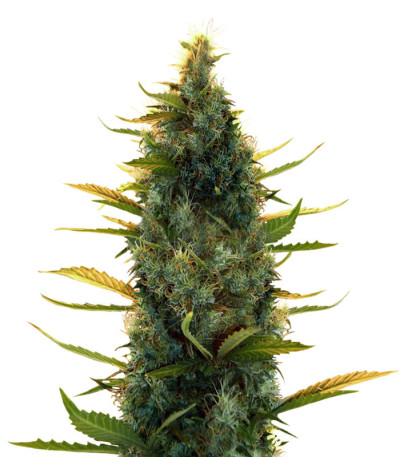 Сорт Lowryder Auto fem (Doctor’s Choiсe) Сорт Lowryder Auto fem (Doctor’s Choiсe)