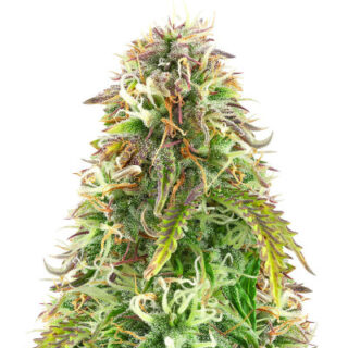 Northern Lights Auto fem (Herbies Seeds) Northern Lights Auto fem (Herbies Seeds)