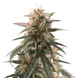 Сорт Strawberry Amnesia fem (Herbies Seeds)