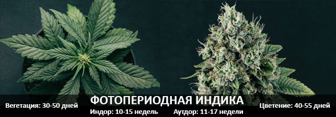 Сколько времени проходит от посадки до сбора урожая