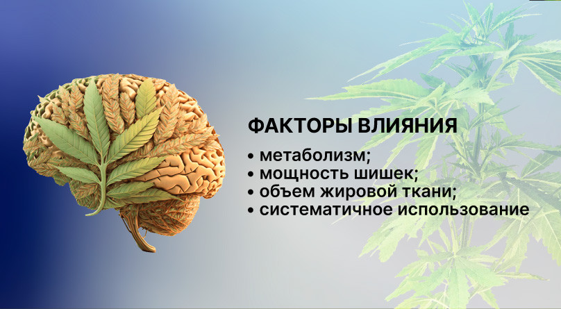 Сколько времени конопля держится в организме