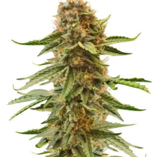 Сорт Also Know 47 Autoflower fem (Seedkeepers) Сорт Also Know 47 Autoflower fem (Seedkeepers)