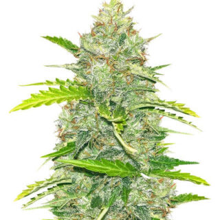Сорт Blue Dream Autoflower fem (Seedkeepers) Сорт Blue Dream Autoflower fem (Seedkeepers)