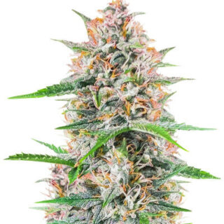 Сорт Bruce Banner Autoflower fem (Seedkeepers) Сорт Bruce Banner Autoflower fem (Seedkeepers)