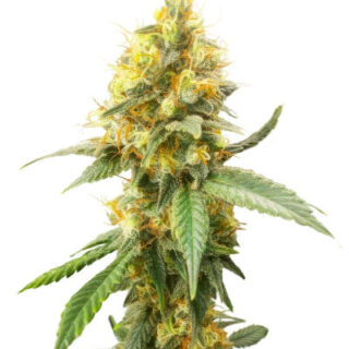 Сорт Jack Herer fem (Seedkeepers) Сорт Jack Herer fem (Seedkeepers)