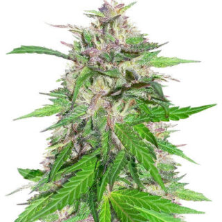 Сорт Jealousy Kush fem (Seedkeepers) Сорт Jealousy Kush fem (Seedkeepers)
