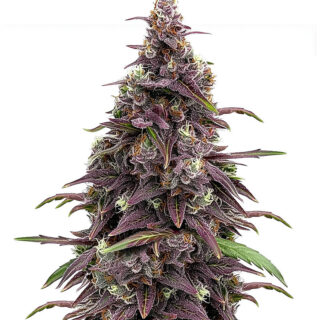 Сорт Keepers OG Autoflower fem (Seedkeepers) Сорт Keepers OG Autoflower fem (Seedkeepers)