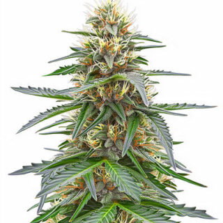 Сорт Northern Lights 10 of 10 fem (Seedkeepers) Сорт Northern Lights 10 of 10 fem (Seedkeepers)