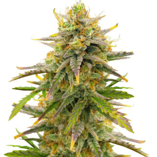 Сорт Sour Diesel Autoflower fem (Seedkeepers) Сорт Sour Diesel Autoflower fem (Seedkeepers)
