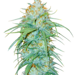 Сорт Sour Diesel x OG Kush fem (Seedkeepers) Сорт Sour Diesel x OG Kush fem (Seedkeepers)