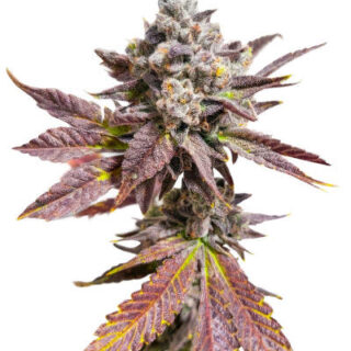 Сорт Sour MAC F1 fem (Seedkeepers) Сорт Sour MAC F1 fem (Seedkeepers)