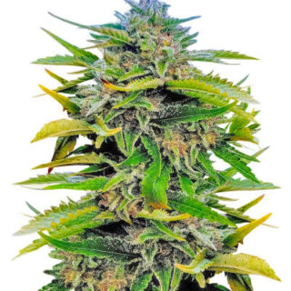 Сорт Trainwreck Fast Version fem (Seedkeepers) Сорт Trainwreck Fast Version fem (Seedkeepers)