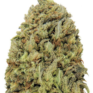 Сорт Fast & Vast Auto fem (Heavyweight Seeds) Сорт Fast & Vast Auto fem (Heavyweight Seeds)