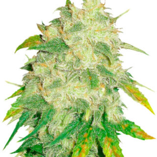 Сорт Il Diavolo Auto fem (Delicious Seeds) Сорт Il Diavolo Auto fem (Delicious Seeds)