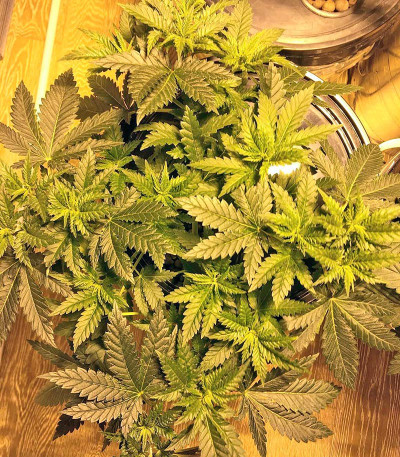 Сорт Money Bush fem (Heavyweight Seeds) Сорт Money Bush fem (Heavyweight Seeds) — изображение 4