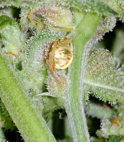 Сорт Money Bush fem (Heavyweight Seeds) Сорт Money Bush fem (Heavyweight Seeds) — изображение 3