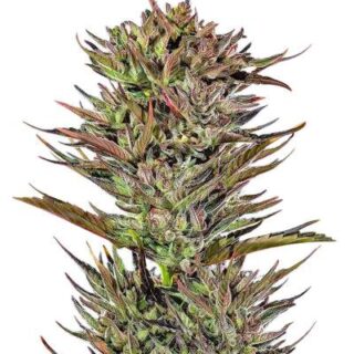 Сорт Thin Mint x Sour Pinot Auto (Barney's Farm) Сорт Thin Mint x Sour Pinot Auto (Barney's Farm)