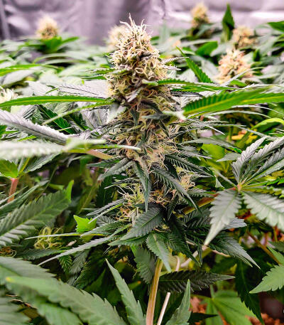 Сорт Candy Kush Fast Version fem (Easy Grow Seeds) Сорт Candy Kush Fast Version fem (Easy Grow Seeds) — изображение 6