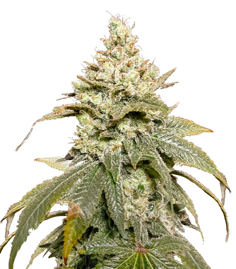 Сорт Gummy Skunk Fast Version fem (Easy Grow Seeds) Сорт Gummy Skunk Fast Version fem (Easy Grow Seeds)