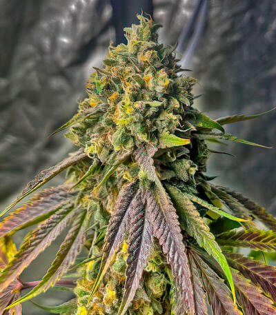 Сорт Lemon Cherry Runtz fem (FastBuds) Сорт Lemon Cherry Runtz fem (FastBuds) — изображение 3