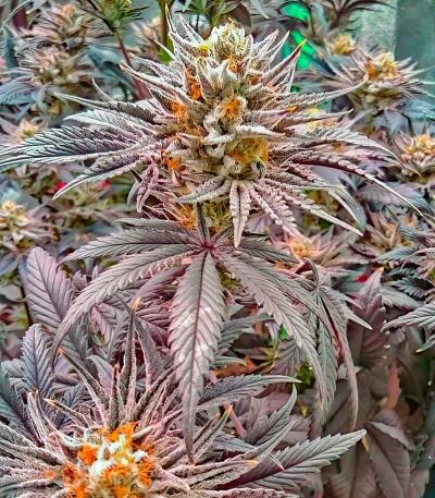 Сорт Lemon Cherry Runtz fem (FastBuds) Сорт Lemon Cherry Runtz fem (FastBuds) — изображение 5