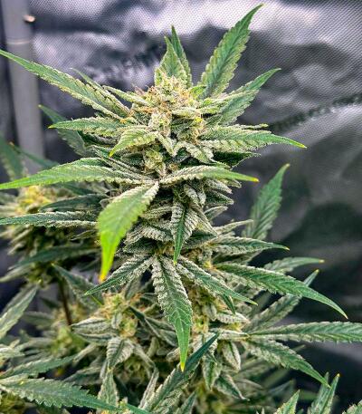 Сорт Voilà Auto Rbx5 fem (Ethos Genetics) Сорт Voilà Auto Rbx5 fem (Ethos Genetics) — изображение 2